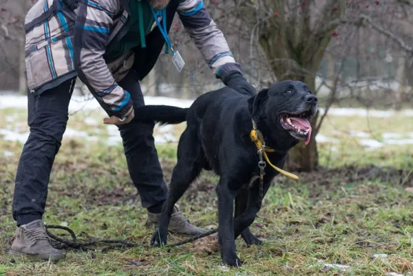 Pies do adopcji, Kraków, 20 sierpnia 2024 (4/5)