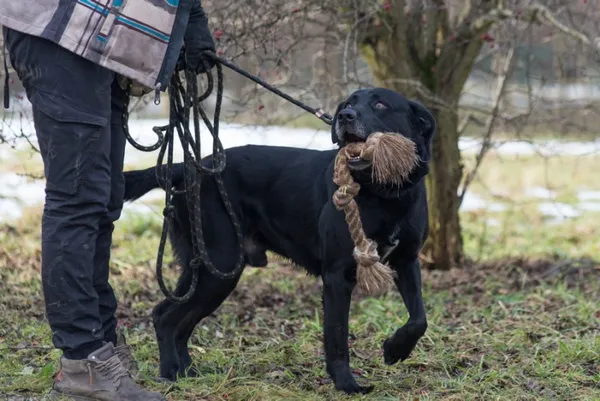 Pies do adopcji, Kraków, 20 sierpnia 2024 (5/5)