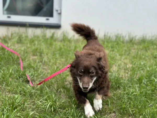 Pies do adopcji, Kraków, 14 września 2024 (1/3)