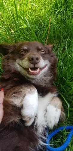 Pies do adopcji, Kraków, 14 września 2024 (2/3)