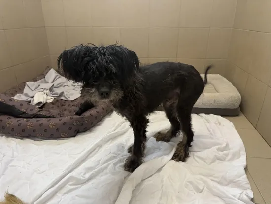 Pies do adopcji, Kraków, 19 września 2024