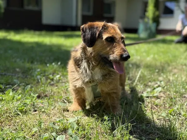 Pies do adopcji, Kraków, 20 września 2024 (1/4)