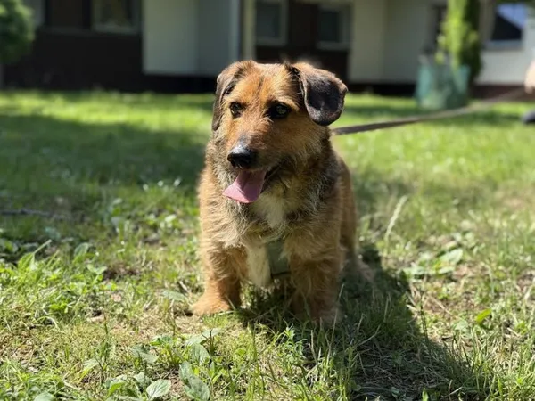 Pies do adopcji, Kraków, 20 września 2024 (3/4)