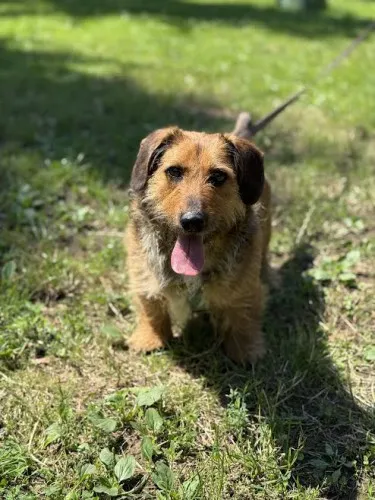 Pies do adopcji, Kraków, 20 września 2024 (4/4)