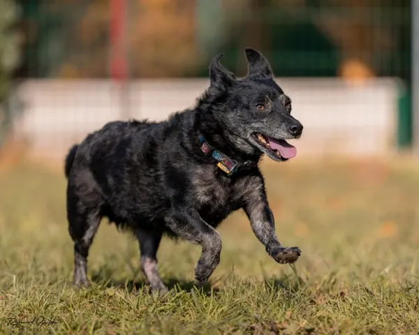 Pies do adopcji, Kraków, 21 września 2024 (2/5)