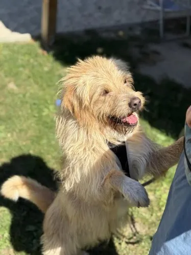 Pies do adopcji, Kraków, 26 września 2024 (1/5)