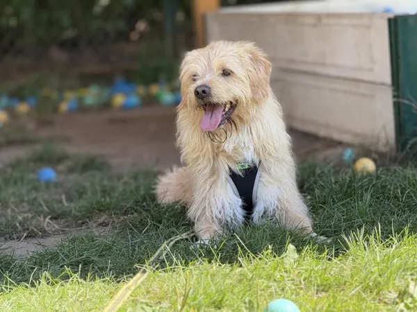 Pies do adopcji, Kraków, 26 września 2024 (2/5)