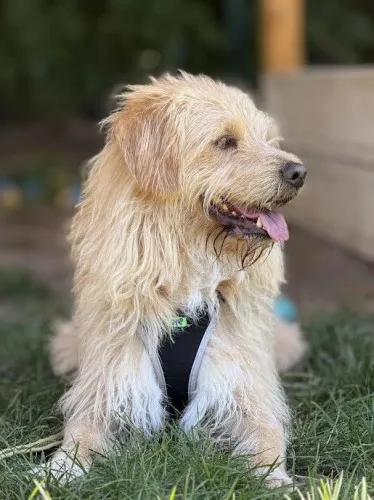 Pies do adopcji, Kraków, 26 września 2024 (4/5)