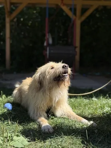 Pies do adopcji, Kraków, 26 września 2024 (5/5)