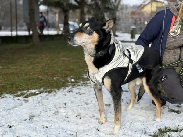 Pies do adopcji, Kraków, 16 października 2024 (1/4)