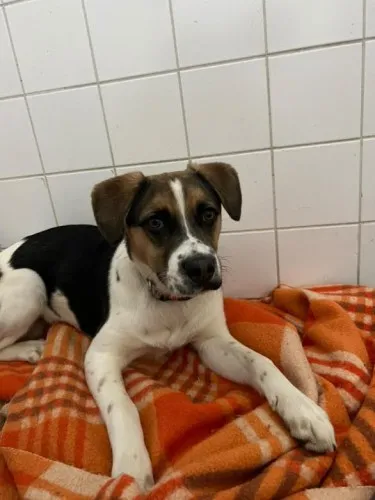 Pies do adopcji, Kraków, 28 października 2024 (1/4)