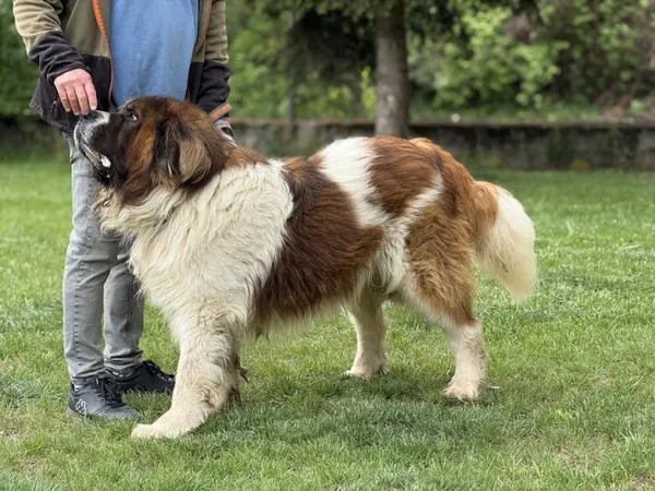 Pies do adopcji, Kraków, 13 listopada 2024 (1/4)