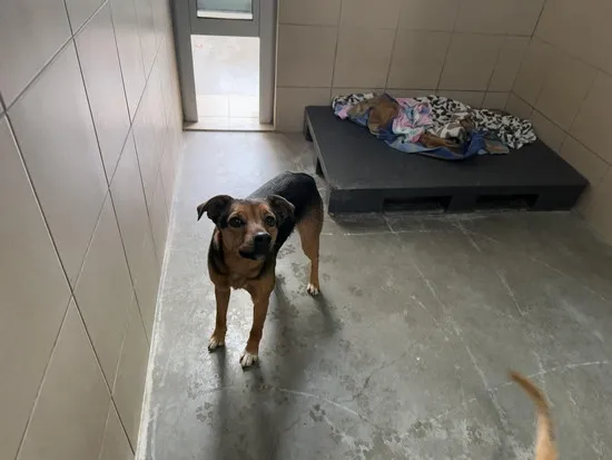 Pies do adopcji, Kraków, 13 listopada 2024