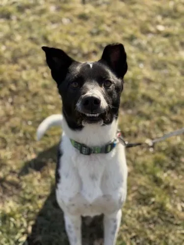 Pies do adopcji, Kraków, 13 listopada 2024 (2/4)