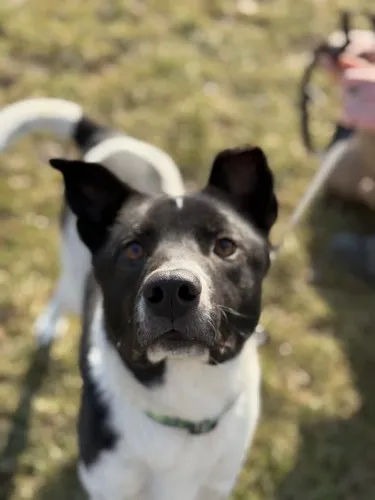 Pies do adopcji, Kraków, 13 listopada 2024 (4/4)