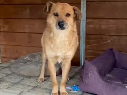 Pies do adopcji, Głowno, 30 października 2024 (1/5)