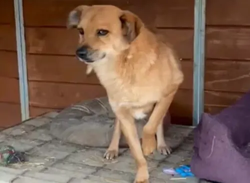 Pies do adopcji, Głowno, 30 października 2024 (2/5)