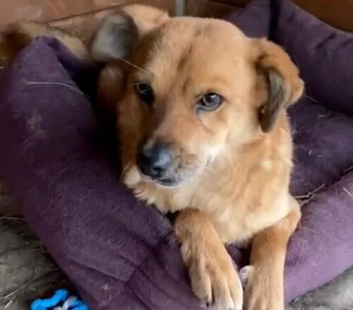 Pies do adopcji, Głowno, 30 października 2024 (3/5)