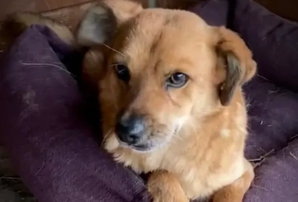 Pies do adopcji, Głowno, 30 października 2024 (4/5)