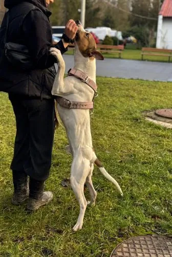 Pies do adopcji, Kraków, 29 listopada 2024 (1/4)