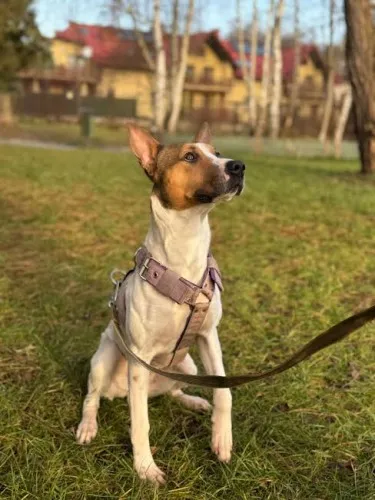 Pies do adopcji, Kraków, 29 listopada 2024 (2/4)