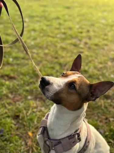 Pies do adopcji, Kraków, 29 listopada 2024 (3/4)