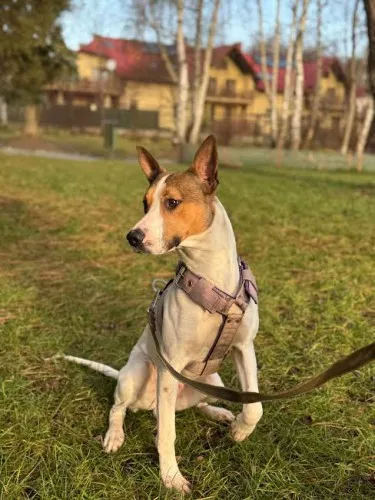 Pies do adopcji, Kraków, 29 listopada 2024 (4/4)