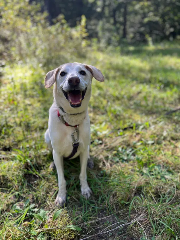 Pies do adopcji, Olsztyn, 12 lipca 2024 (1/4)