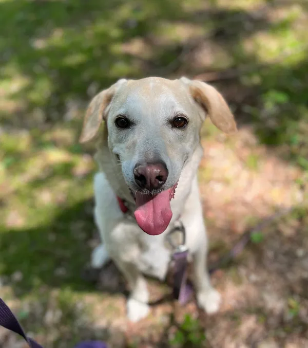 Pies do adopcji, Olsztyn, 12 lipca 2024 (2/4)