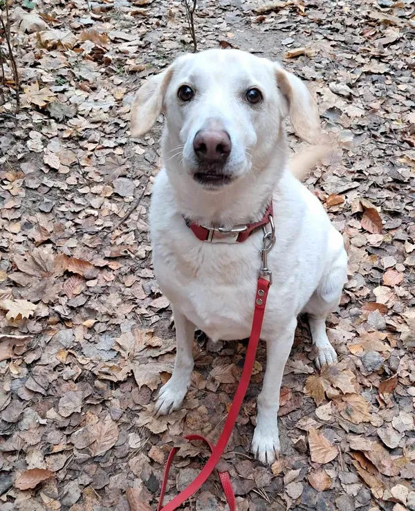 Pies do adopcji, Olsztyn, 12 lipca 2024 (3/4)