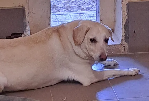 Pies do adopcji, Olsztyn, 12 lipca 2024 (4/4)