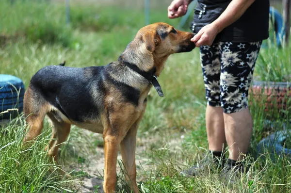 Pies do adopcji, Olsztyn, 15 maja 2024 (5/5)