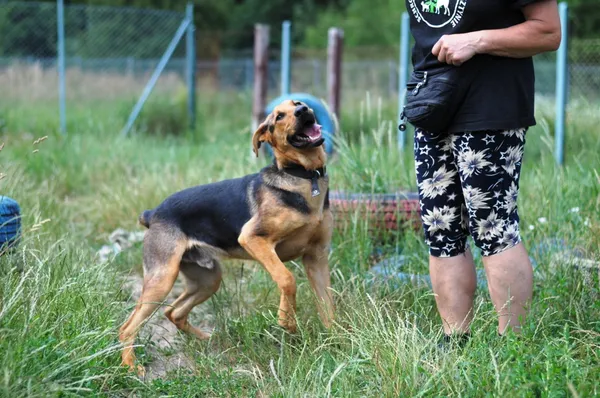 Pies do adopcji, Olsztyn, 15 maja 2024 (2/5)