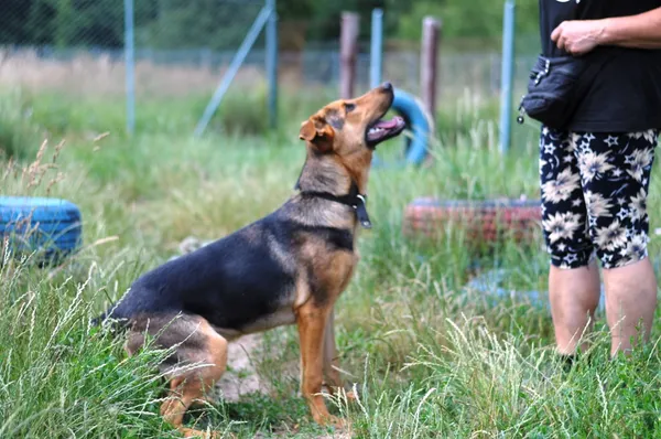 Pies do adopcji, Olsztyn, 15 maja 2024 (4/5)