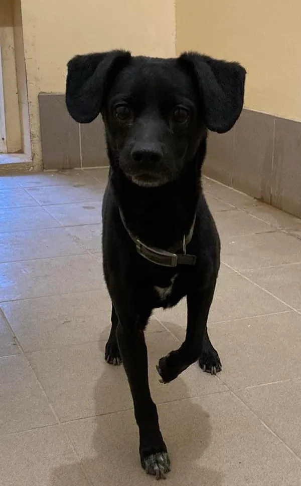 Pies do adopcji, Olsztyn, 20 marca 2024 (5/5)