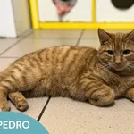 Kot do adopcji