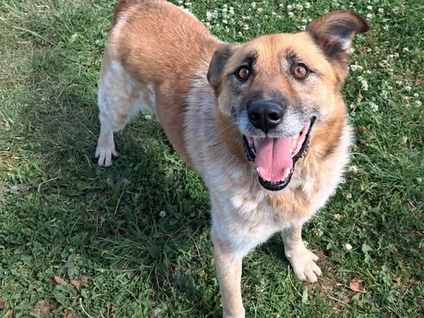 Znaleziono psa, Tatary, 13 lutego 2024 (2/4)