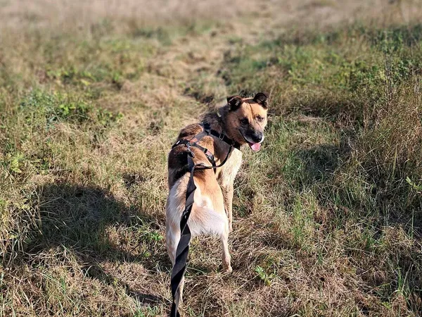 Znaleziono psa, Tatary, 13 lutego 2024 (3/4)