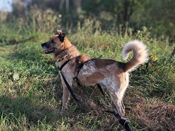 Znaleziono psa, Tatary, 13 lutego 2024 (4/4)