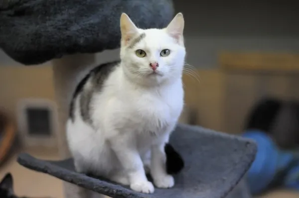 Kot do adopcji, Olsztyn, 30 września 2024 (1/5)