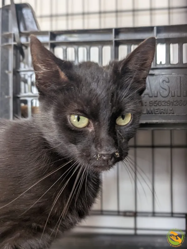 Znaleziono kota, Skałowo, 23 maja 2025 (1/2)