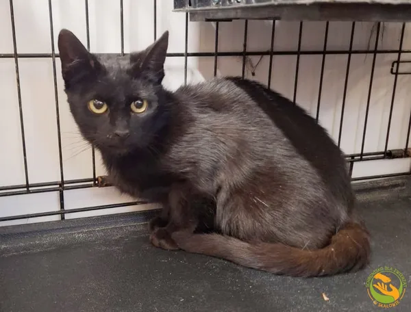 Znaleziono kota, Skałowo, 23 maja 2025 (2/2)