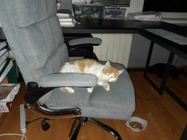 Kot do adopcji, Milanówek, 15 lipca 2025 (1/5)