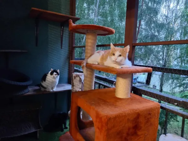 Kot do adopcji, Milanówek, 15 lipca 2025 (2/5)