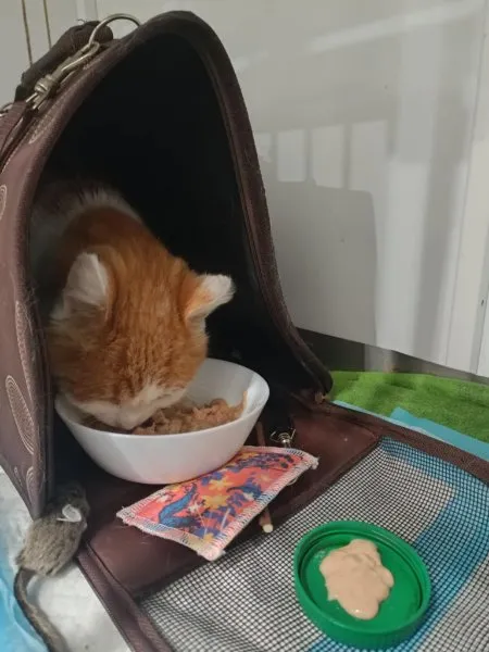 Kot do adopcji, Milanówek, 15 lipca 2025 (3/5)