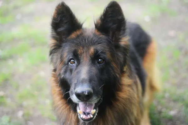 Pies do adopcji, Milanówek, 26 maja 2025 (1/5)