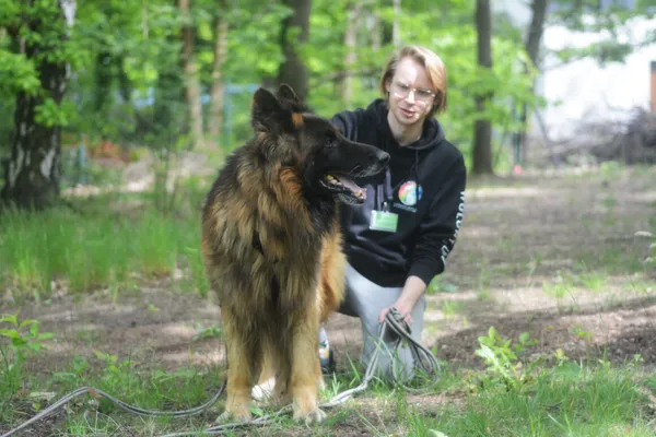 Pies do adopcji, Milanówek, 26 maja 2025 (2/5)