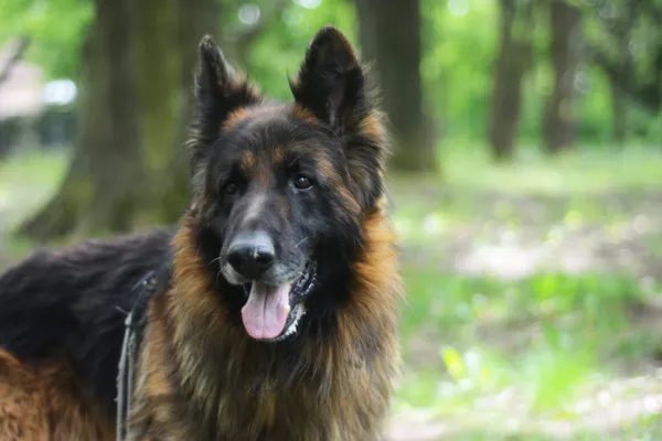 Pies do adopcji, Milanówek, 26 maja 2025 (4/5)