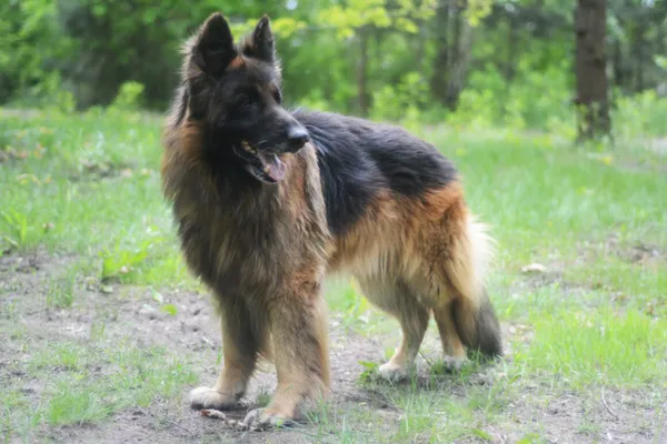 Pies do adopcji, Milanówek, 26 maja 2025 (5/5)