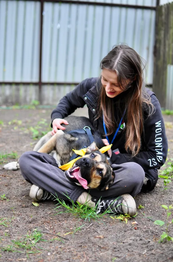 Pies do adopcji, Milanówek, 30 maja 2025 (5/5)